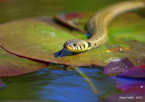 snake-pond-300x212