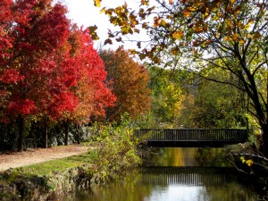 Autumn bridge