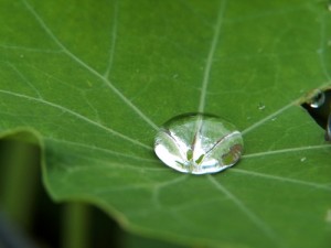 water drop leaf
